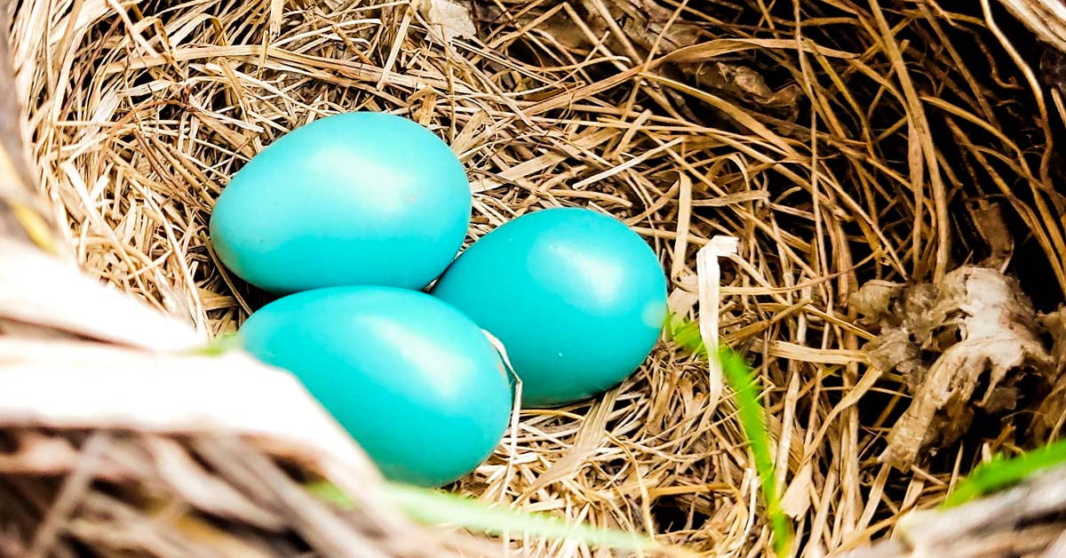 8 Interesting Birds that Lay Blue Eggs - OMG Birds!