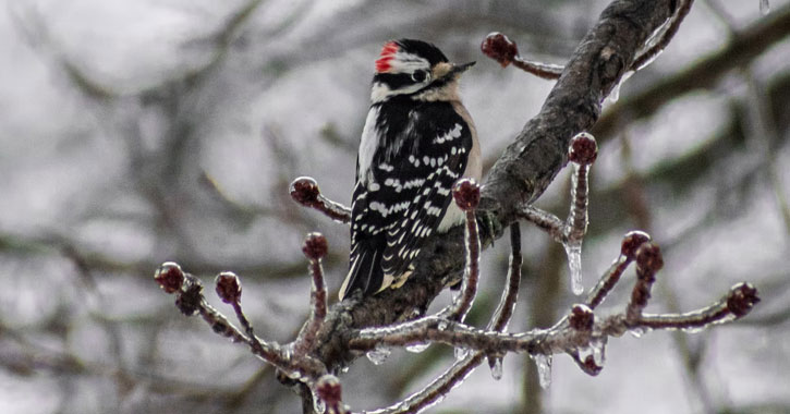 Virginia woodpeckers