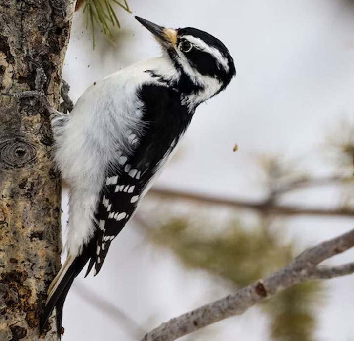 Hairy Woodpeckers of Virginia