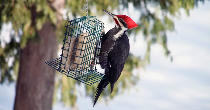 Virginia's Pileated Woodpeckers