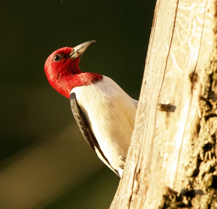 Red-headed Woodpeckers in Virginia