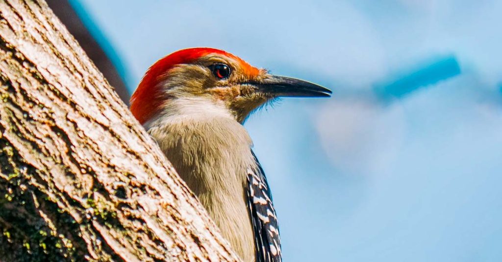 8 Woodpeckers in Virginia (with Pictures!) - OMG Birds!
