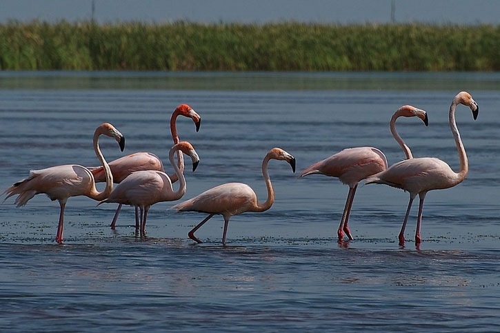 long-legged Flamingos
