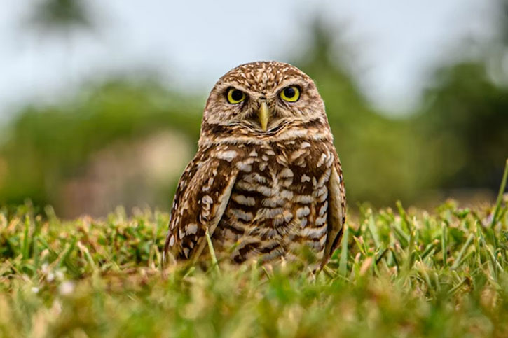 Illinois owl with yellow eyes