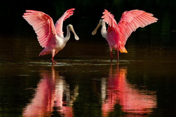 pink long legged water birds