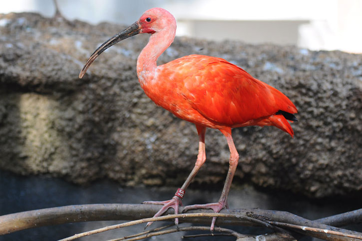 red long-legged birds