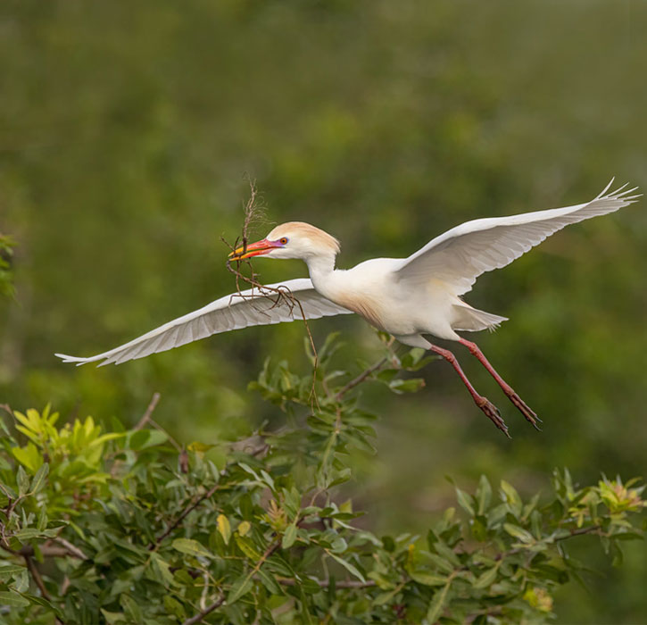 long-legged Cattle Egret