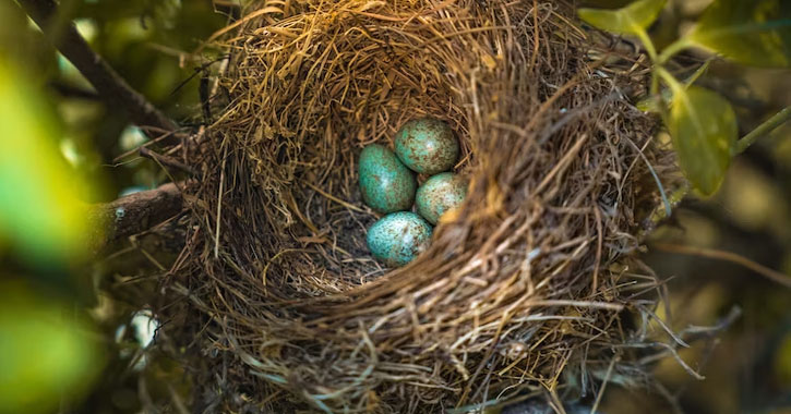 how long do bird eggs take to hatch