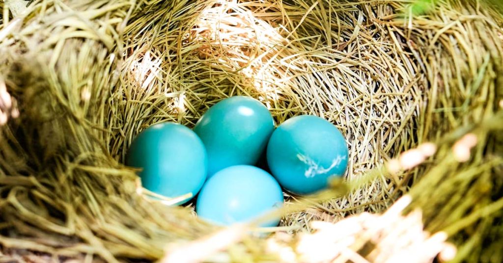 How long does it take for bird eggs to hatch? - OMG Birds!