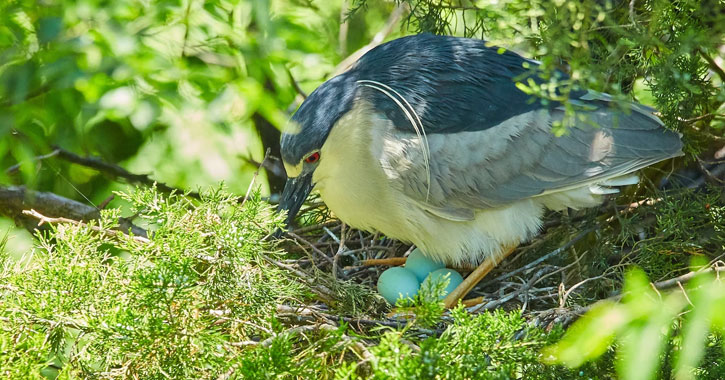 How much variety of hatching time is there between different types of bird eggs?