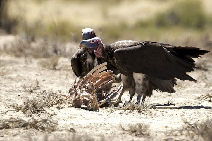 scavenger birds - vultures