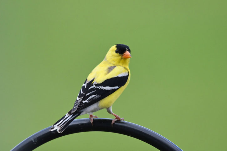 Iowa's yellow and black bird