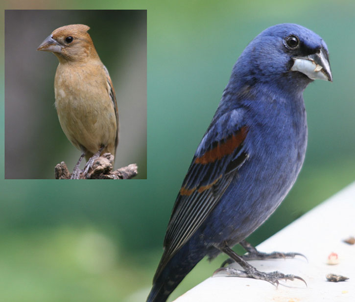 Tennessee's Blue Grosbeak birds