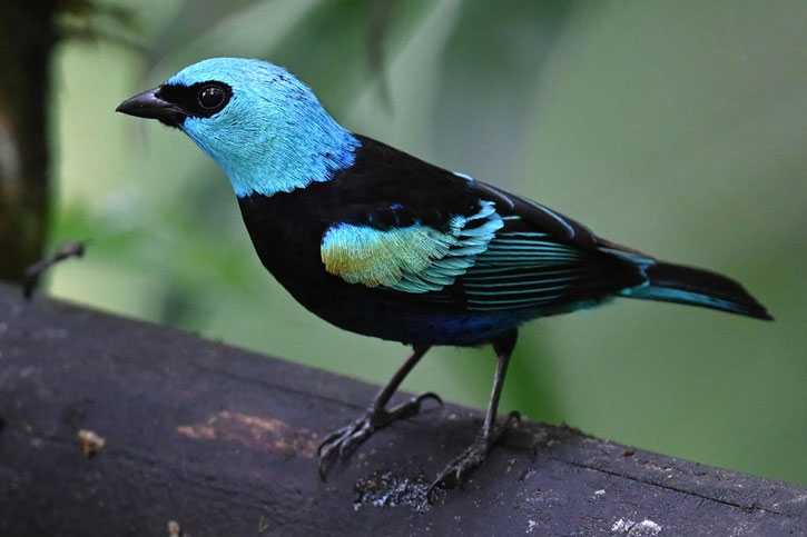 black birds with light blue heads