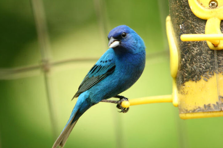Indigo Bunting blue birds