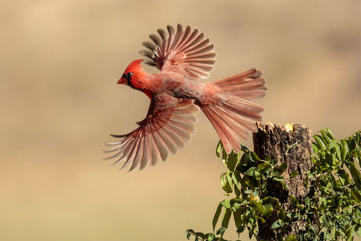 red Iowa bird