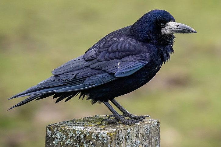 Rook bird, crow-like with blue heads